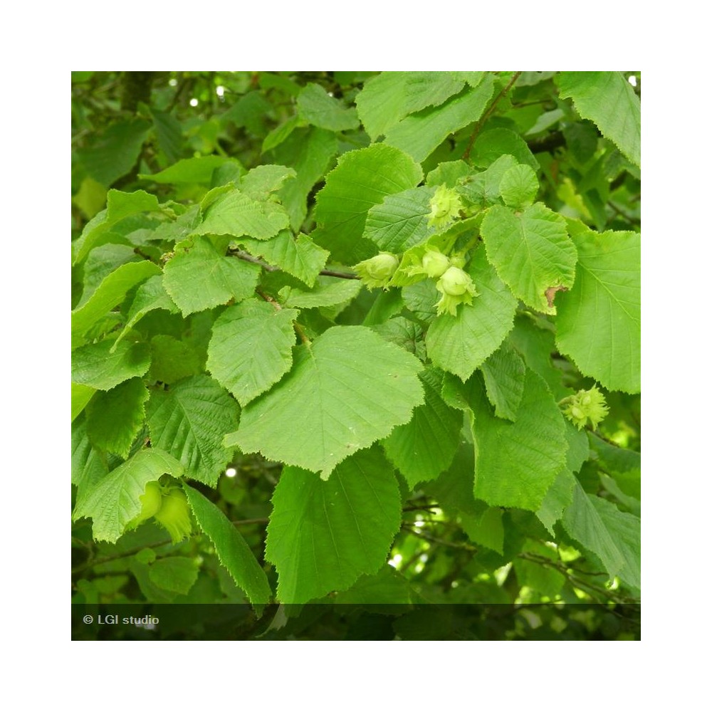 CORYLUS avellana