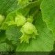 CORYLUS avellana