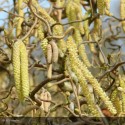 CORYLUS avellana Contorta