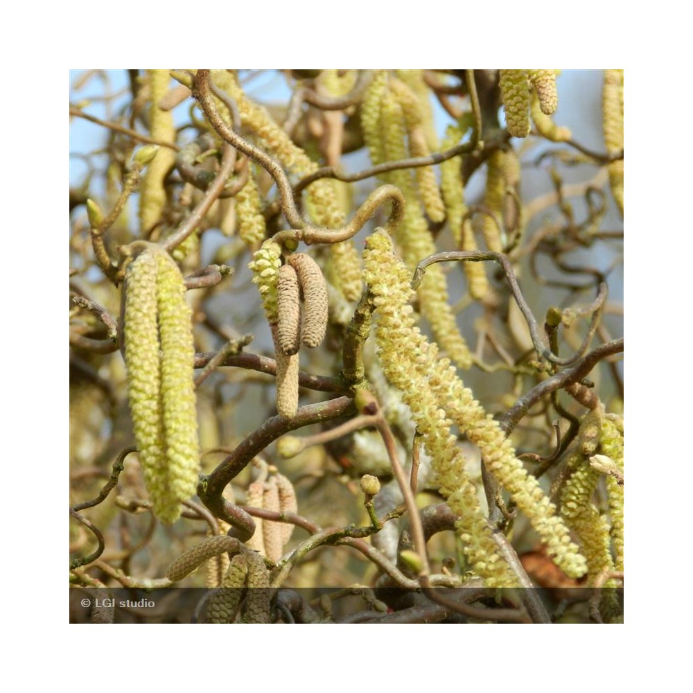 CORYLUS avellana Contorta