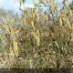 CORYLUS avellana Contorta