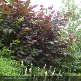 CORYLUS maxima Purpurea