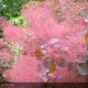 COTINUS coggygria Royal Purple