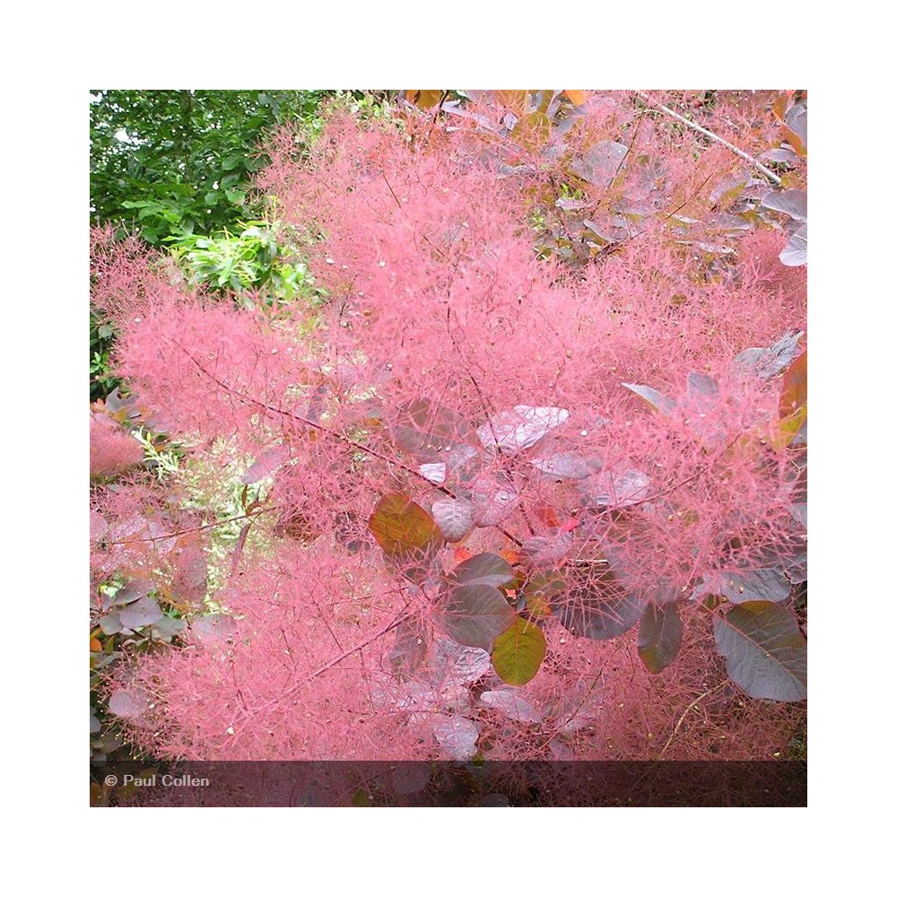 COTINUS coggygria Royal Purple