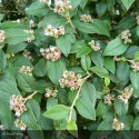 COTONEASTER franchetii