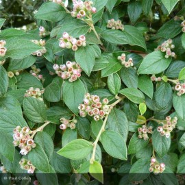 COTONEASTER franchetii