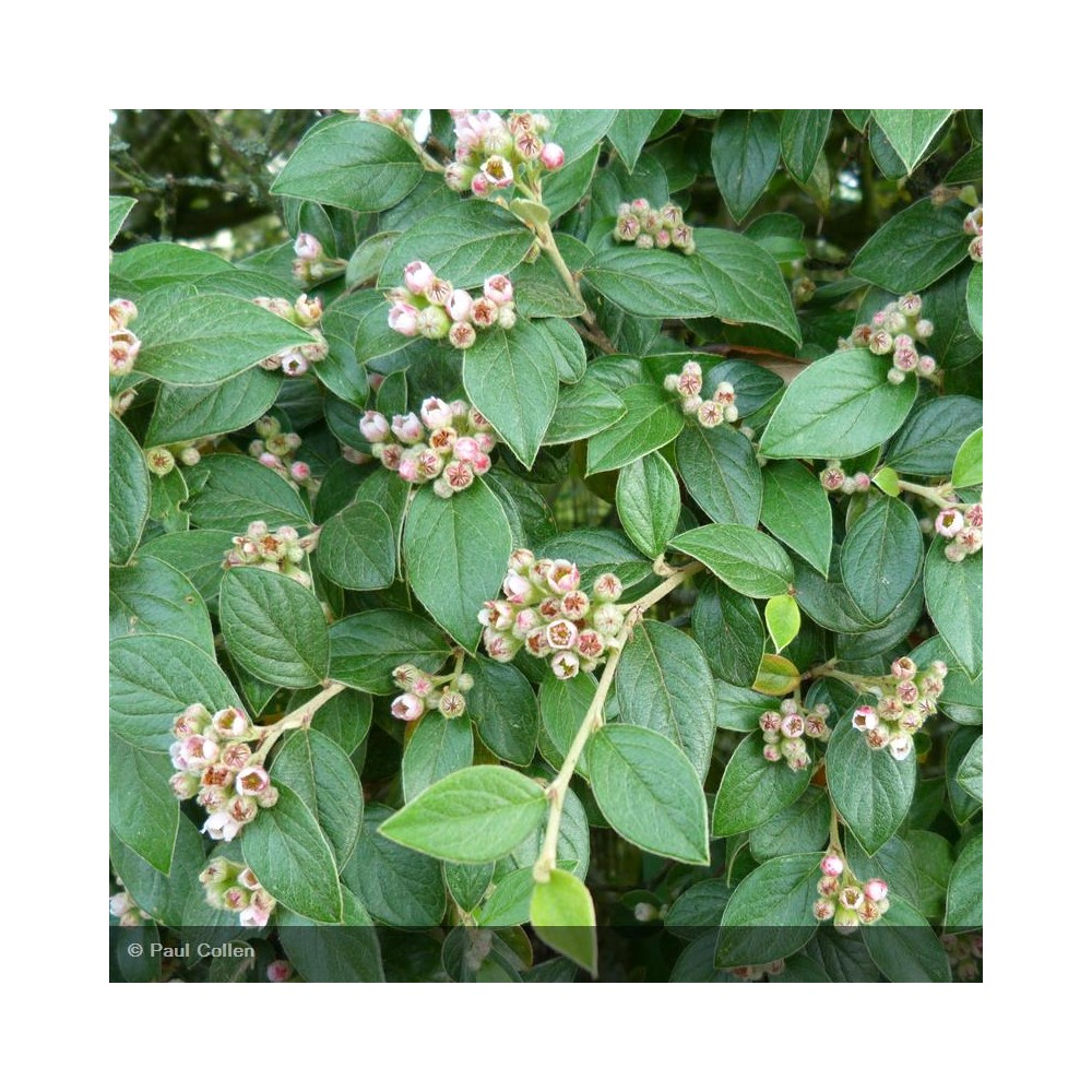 COTONEASTER franchetii