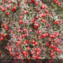 COTONEASTER horizontalis