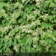 COTONEASTER lacteus