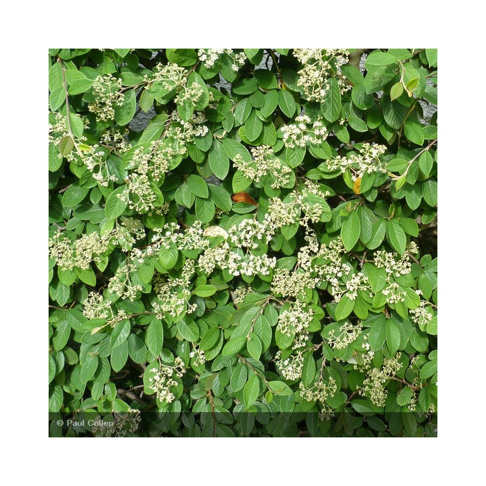 COTONEASTER lacteus