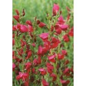 CYTISUS Boskoop Ruby