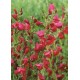 CYTISUS Boskoop Ruby