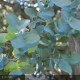 EUCALYPTUS gunnii