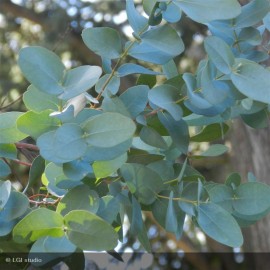 EUCALYPTUS gunnii