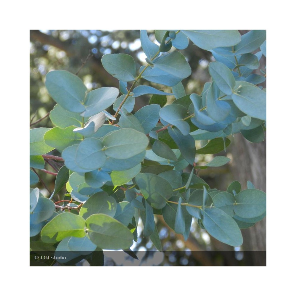 EUCALYPTUS gunnii