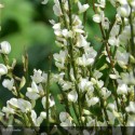 CYTISUS praecox Albus