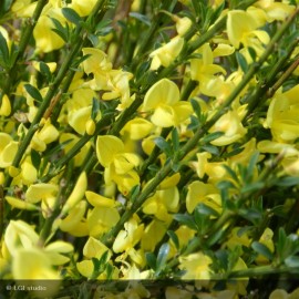 CYTISUS praecox Allgold