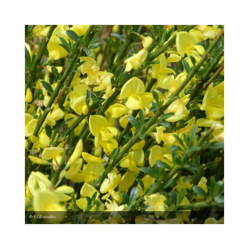 CYTISUS praecox Allgold