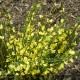 CYTISUS praecox Allgold