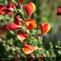 CYTISUS scoparius Lena
