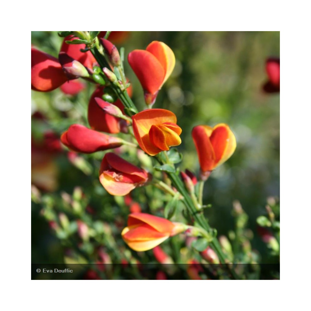 CYTISUS scoparius Lena