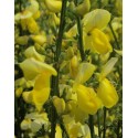 CYTISUS scoparius Luna
