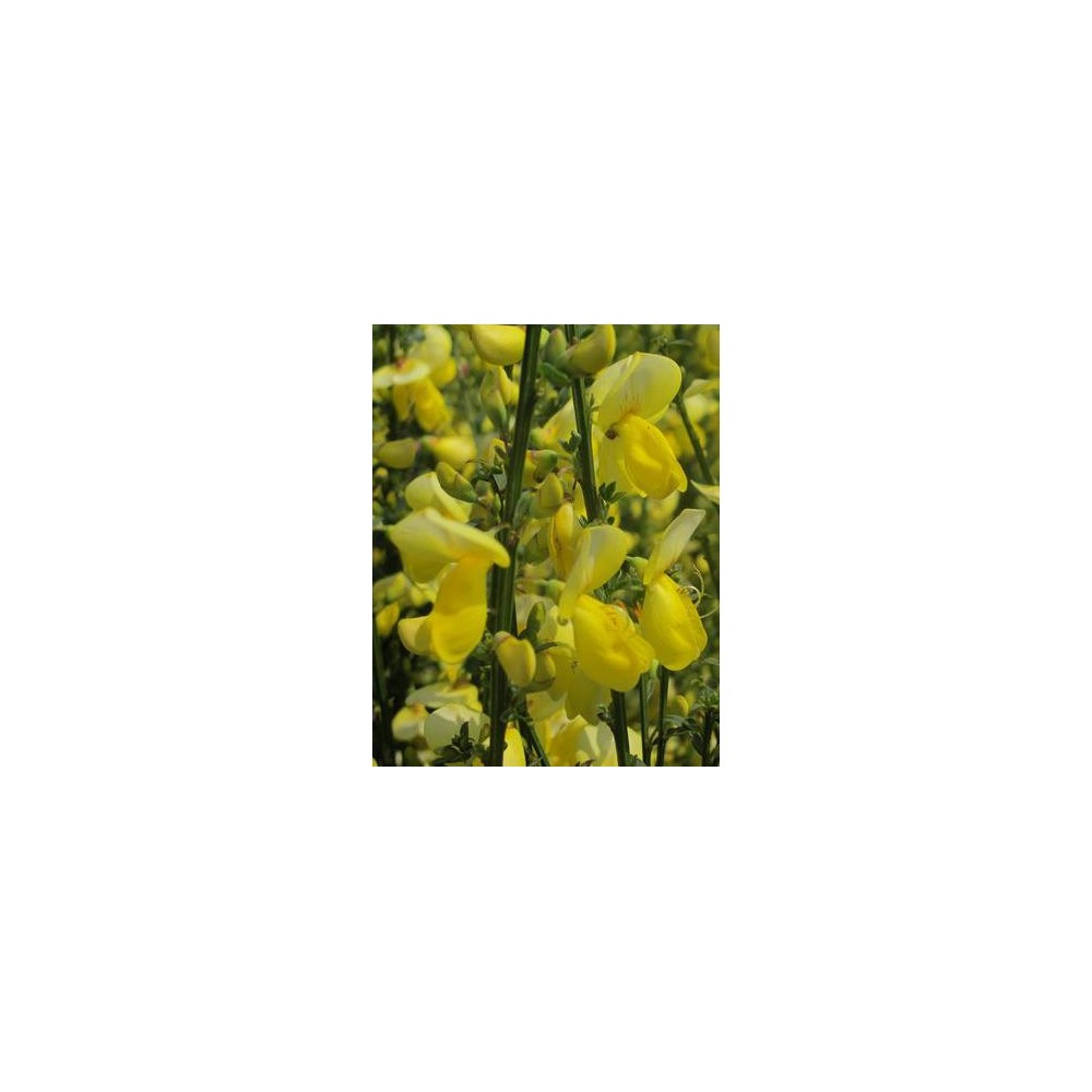 CYTISUS scoparius Luna