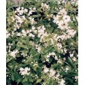 DEUTZIA crenata Nikko