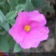 CISTUS x pulverulentus Sunset