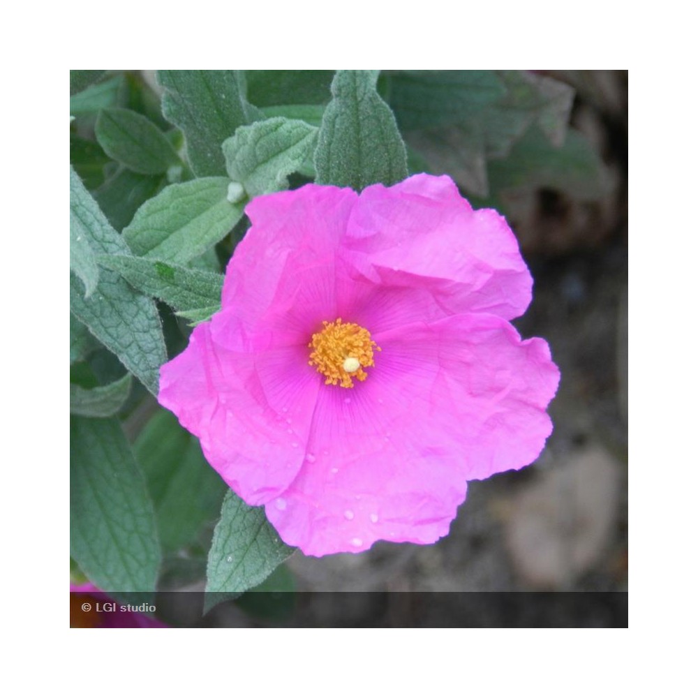 CISTUS x pulverulentus Sunset