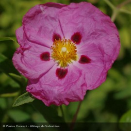 CISTUS x purpureus