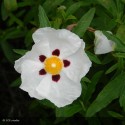 CISTUS x purpureus Alan Fradd