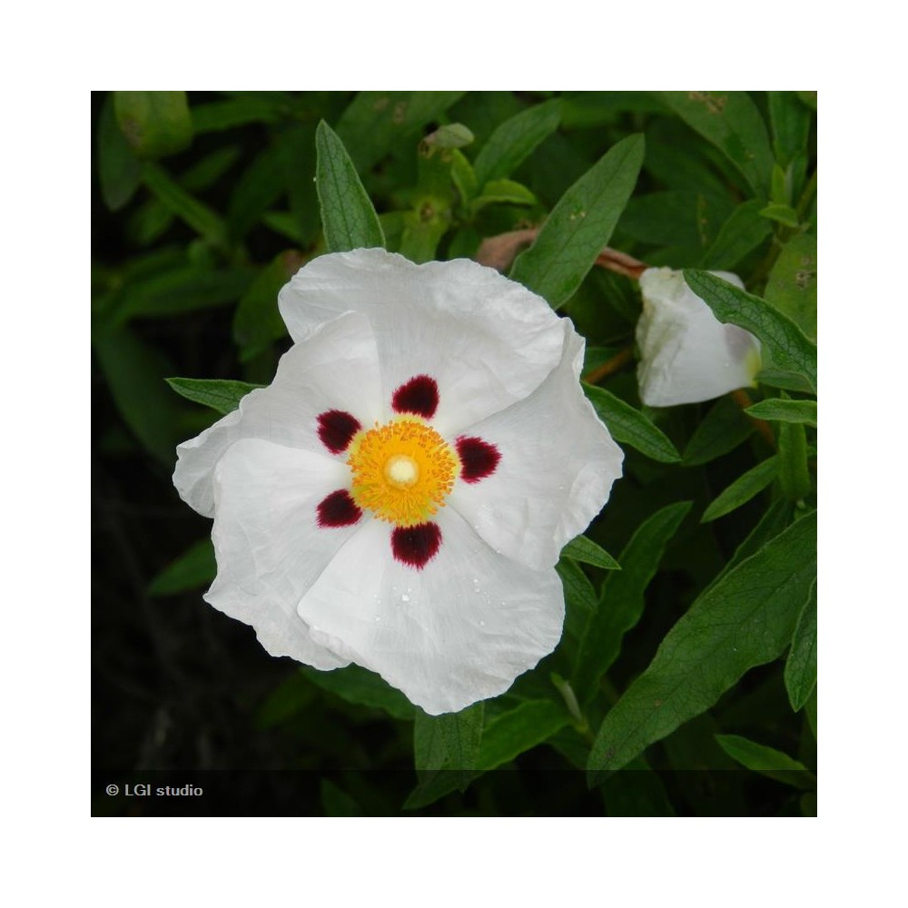 CISTUS x purpureus Alan Fradd