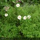 CISTUS x purpureus Alan Fradd