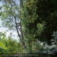 EUCALYPTUS gunnii