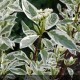 CORNUS alba Elegantissima