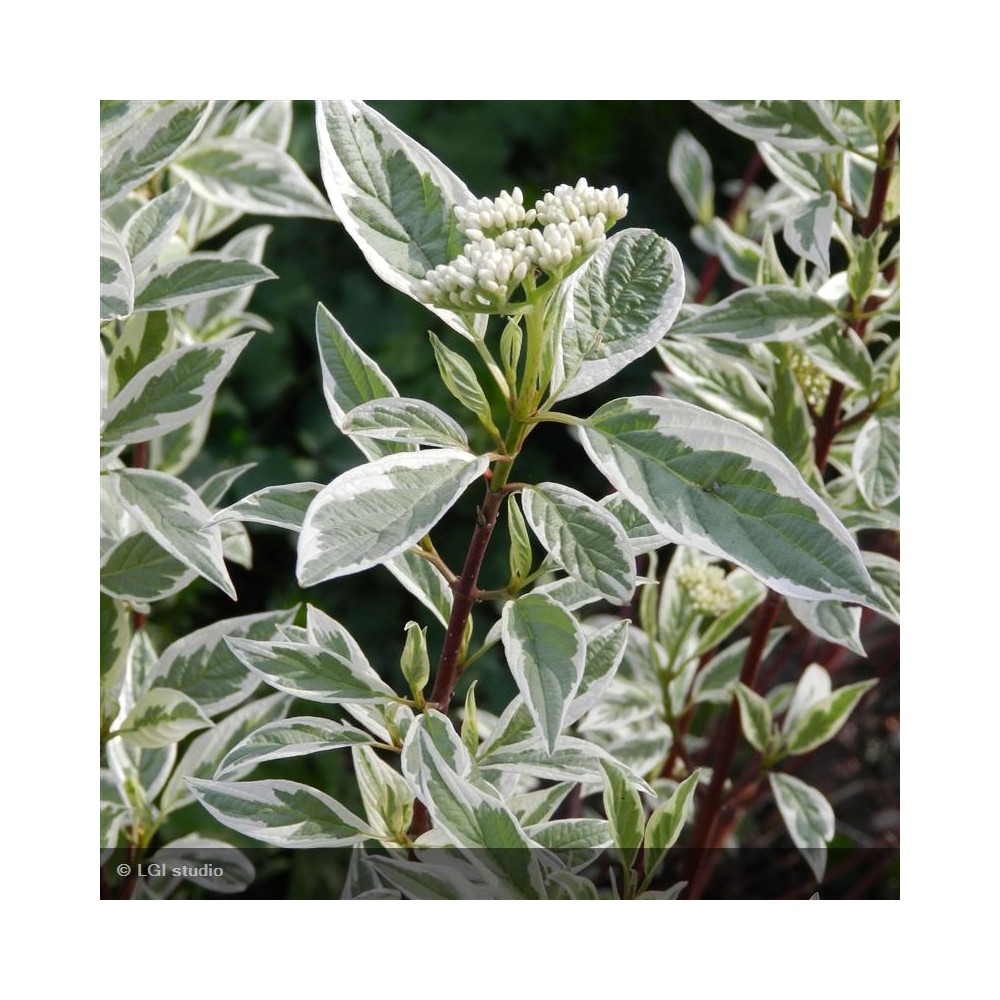 CORNUS alba Elegantissima