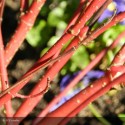 CORNUS alba Sibirica