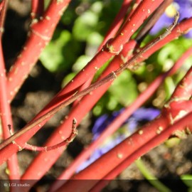 CORNUS alba Sibirica