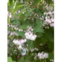 DEUTZIA scabra Pride of Rochester