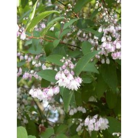 DEUTZIA scabra Pride of Rochester