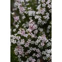 DIOSMA hirsuta Pink Fountain