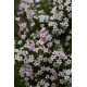 DIOSMA hirsuta Pink Fountain