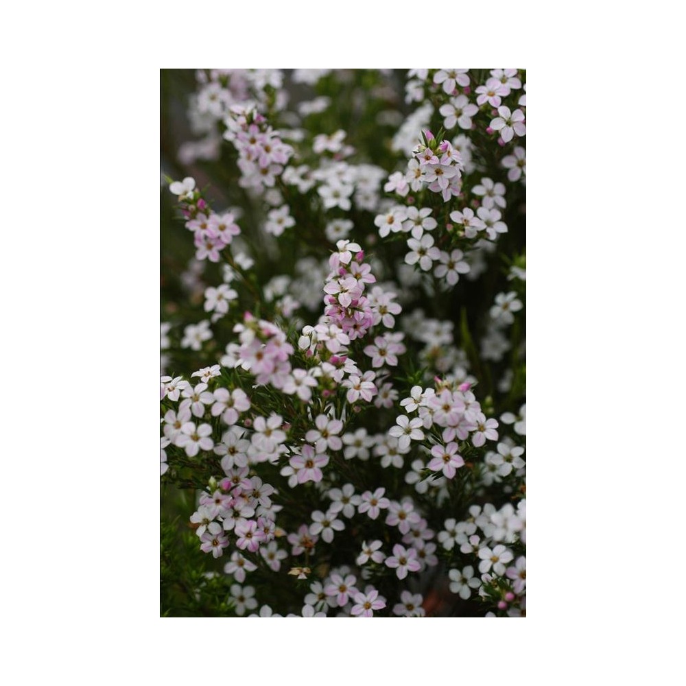 DIOSMA hirsuta Pink Fountain