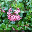 ESCALLONIA x Red Dream