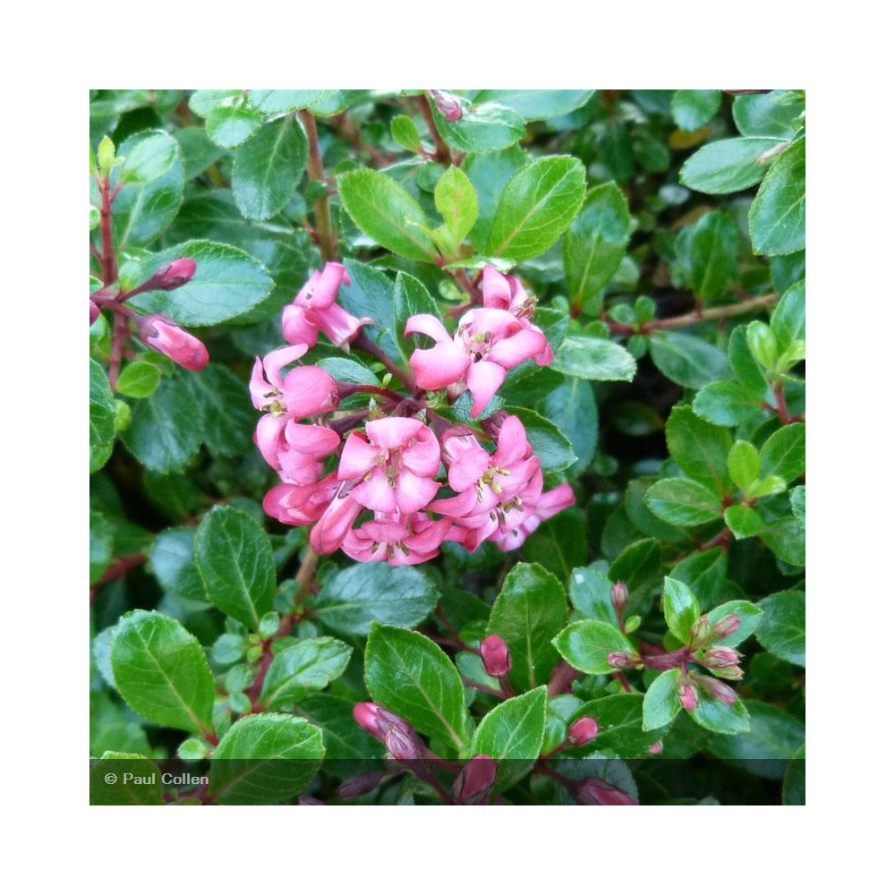 ESCALLONIA x Red Dream