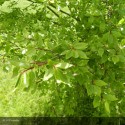 EUONYMUS alatus Compactus