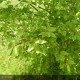 EUONYMUS alatus Compactus