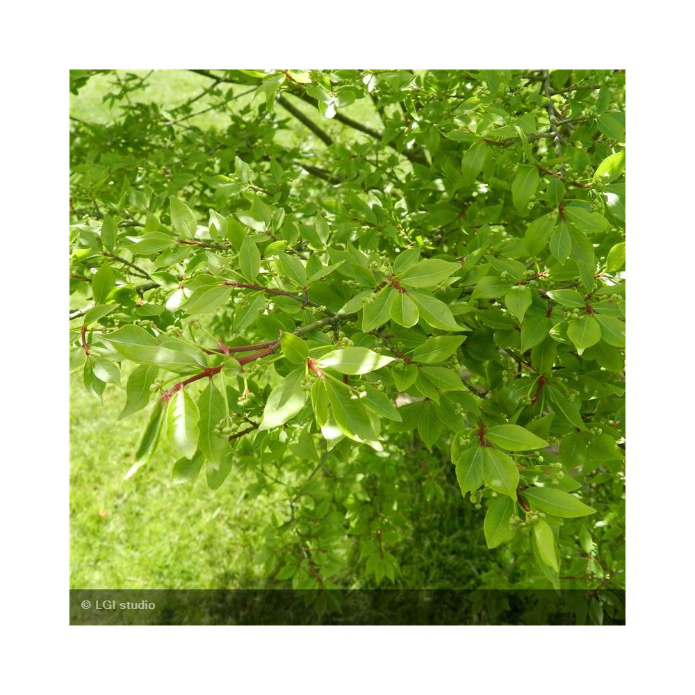 EUONYMUS alatus Compactus