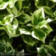 EUONYMUS fortunei Emerald Gaiety